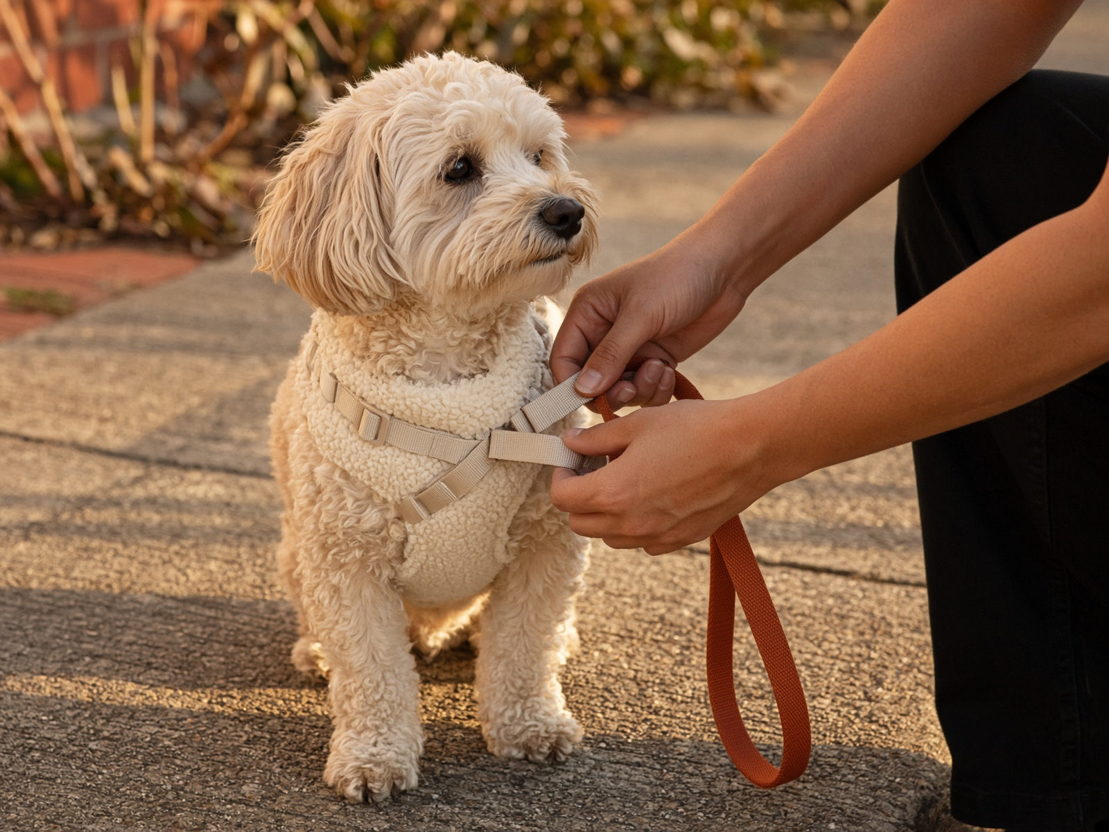 Everyday Harness